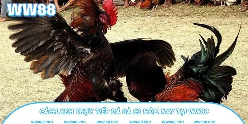 Hướng dẫn cách xem live trực tiếp đá gà C3 hôm nay