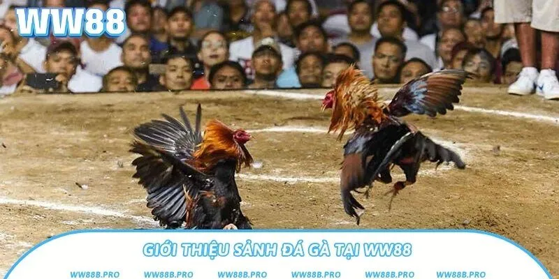 Sảnh đá gà chuyên nghiệp, nơi tụ hội nhiều chiến kê đỉnh cao