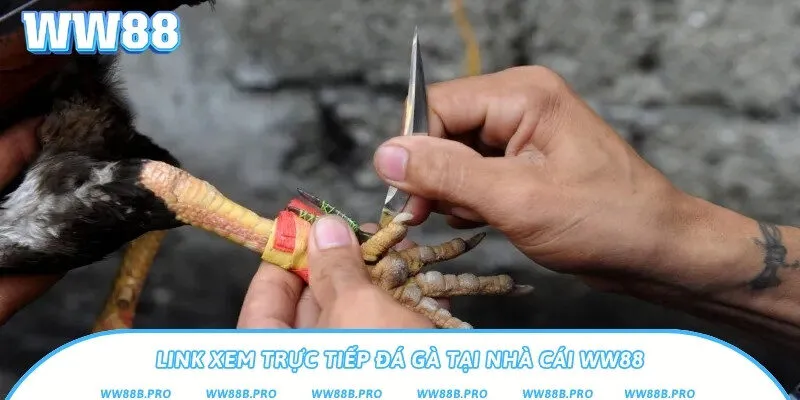 Link vào nhà cái Ww88 xem đá gà chuẩn