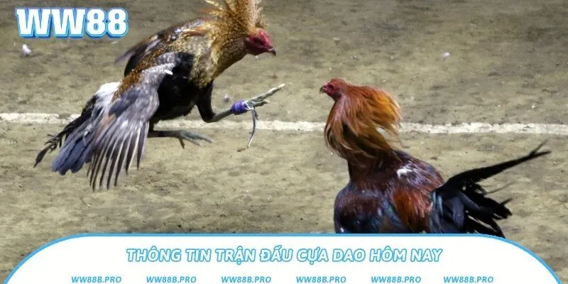 Thông tin chính về đá gà cựa dao