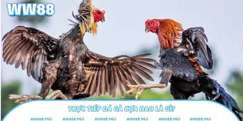 Tìm hiểu hình thức trực tiếp đá gà cựa dao tại nhà cái WW88